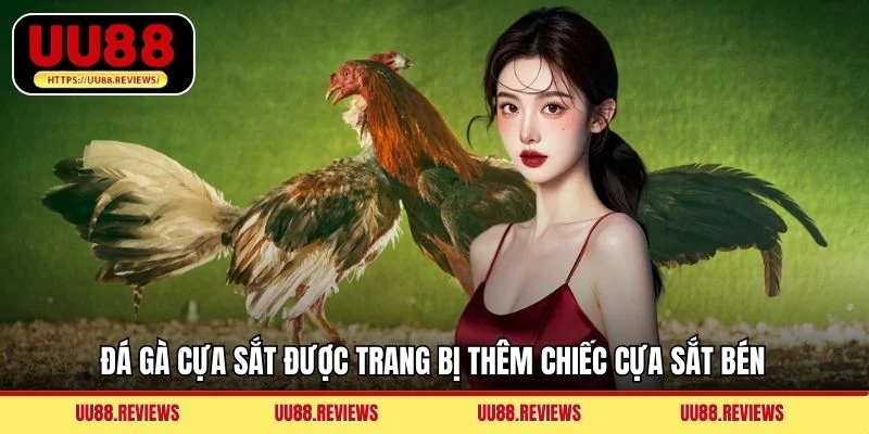 Đá gà cựa sắt được trang bị thêm chiếc cựa sắt bén