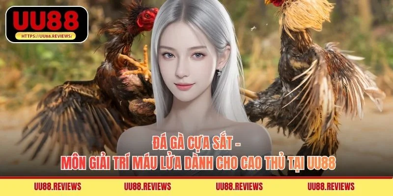 Đá Gà Cựa Sắt - Môn Giải Trí Máu Lửa Dành Cho Cao Thủ